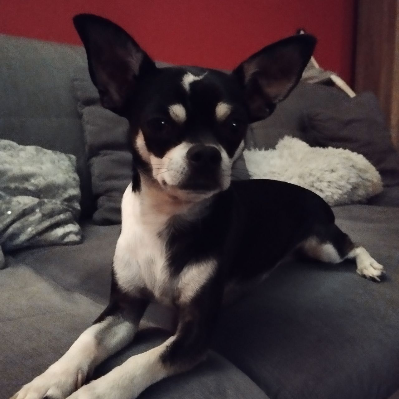 Soutěžní fotografie - Dobby,  Čivava krátkosrstá