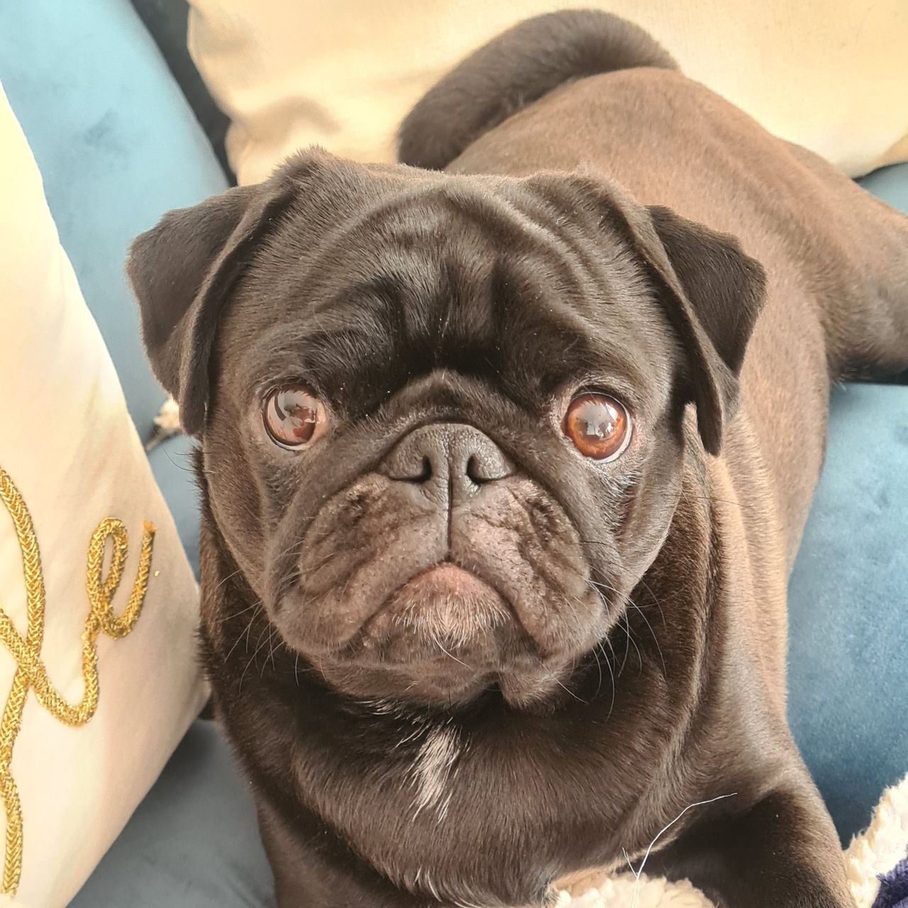 Soutěžní fotografie - Bagi,  Mops