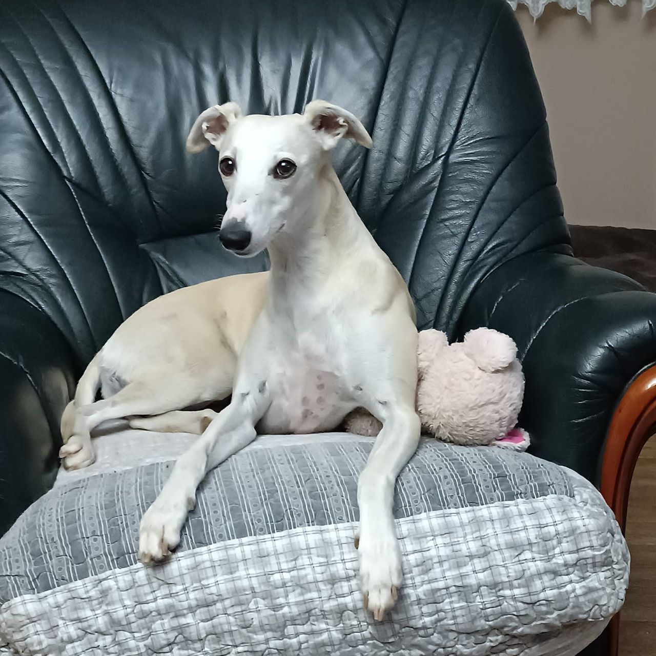 Soutěžní fotografie - Dudley,  Whippet