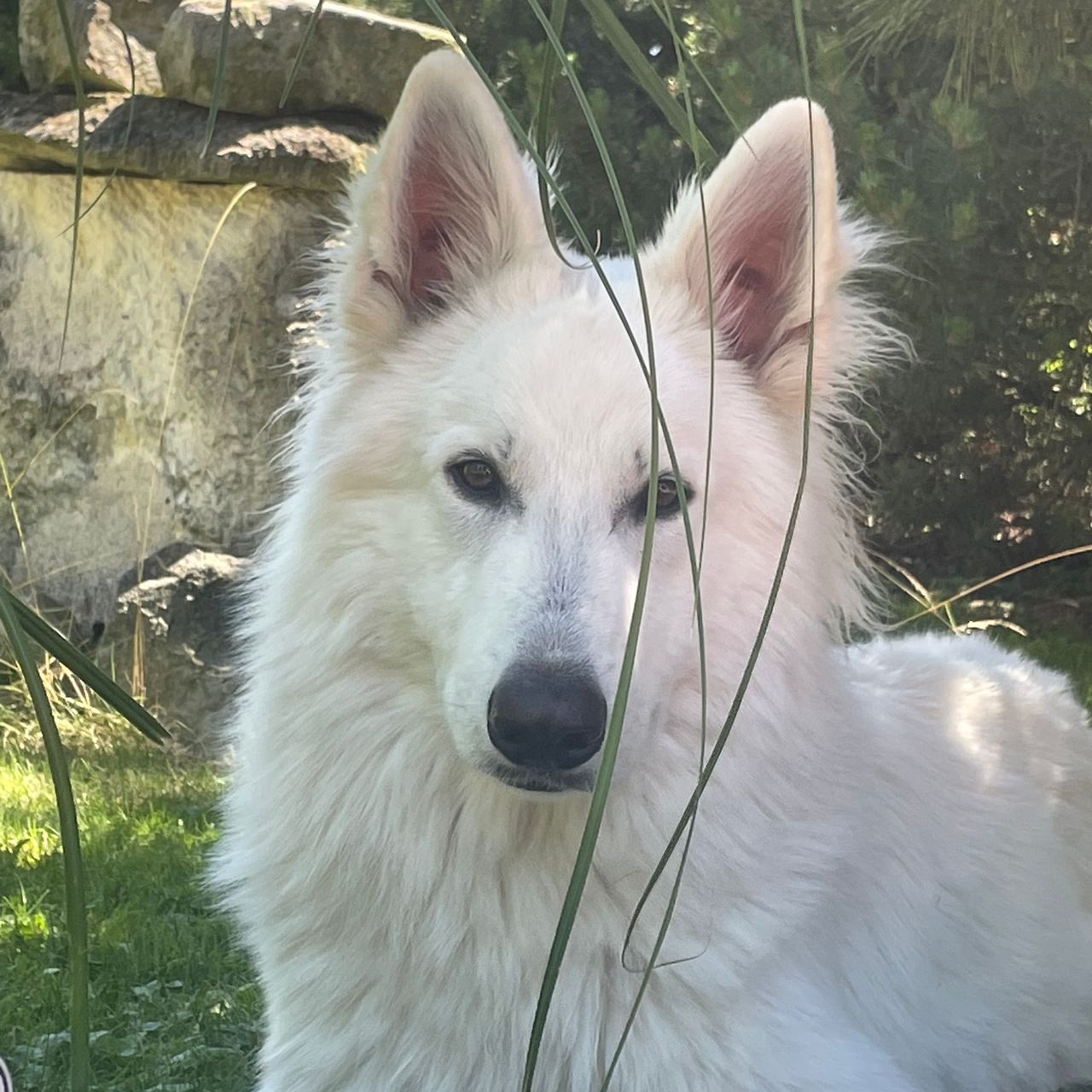 Soutěžní fotografie - Alfy,  Ostatní