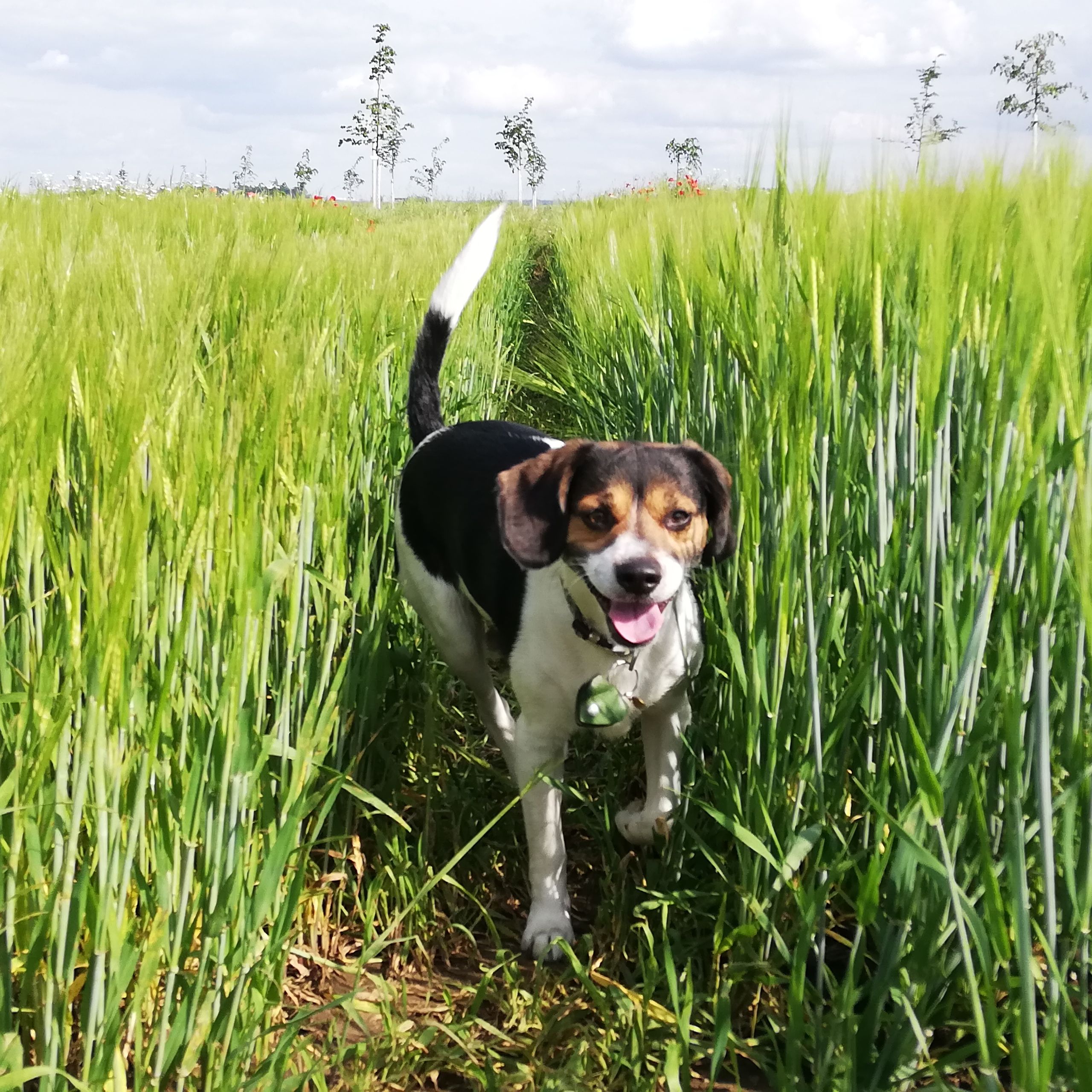 Soutěžní fotografie - Bodie ,  Beagle