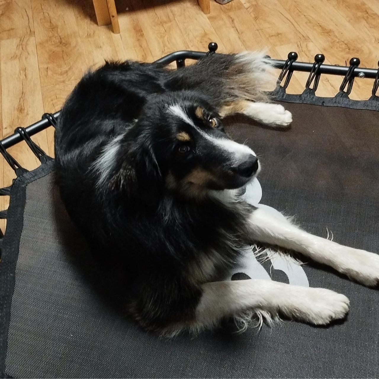 Soutěžní fotografie - Loki,  Bearded kolie