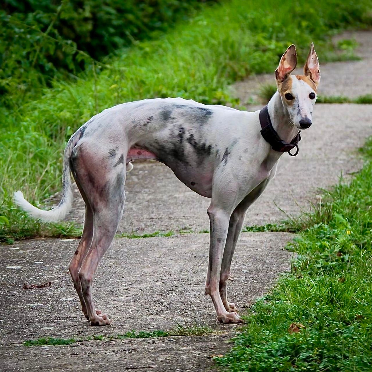 Soutěžní fotografie - Bohoušek,  Whippet