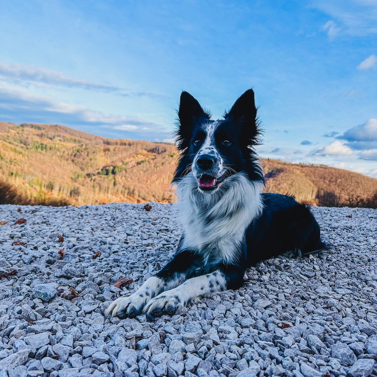 Soutěžní fotografie - Samuel of the Winchesters family,  Border kolie