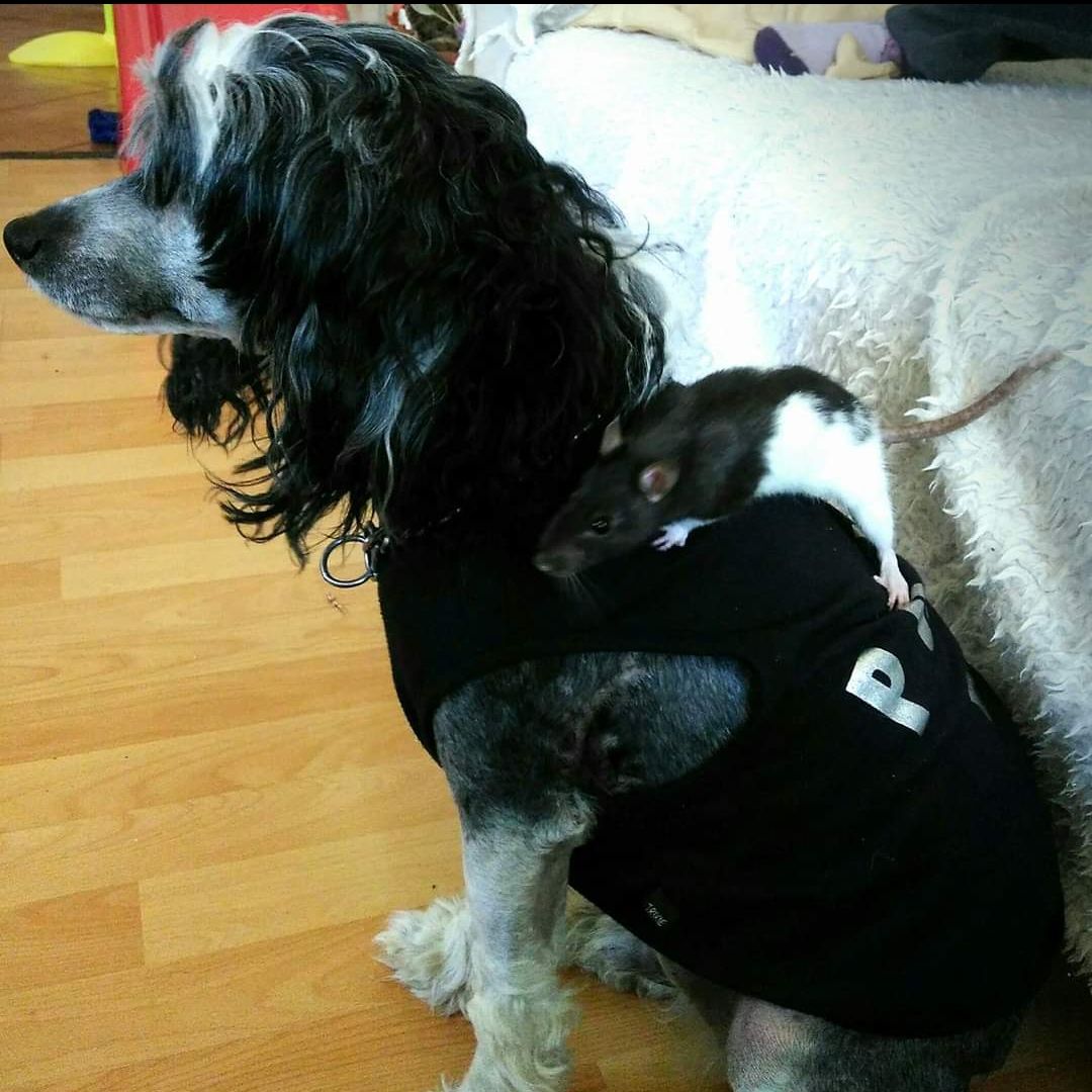 Soutěžní fotografie - Barney,  Čínský chocholatý pes