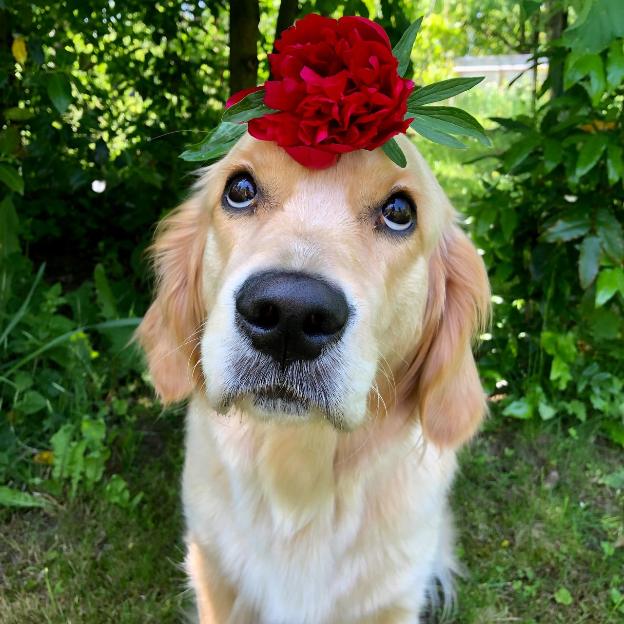 Soutěžní fotografie - Palačinka,  Zlatý retriever