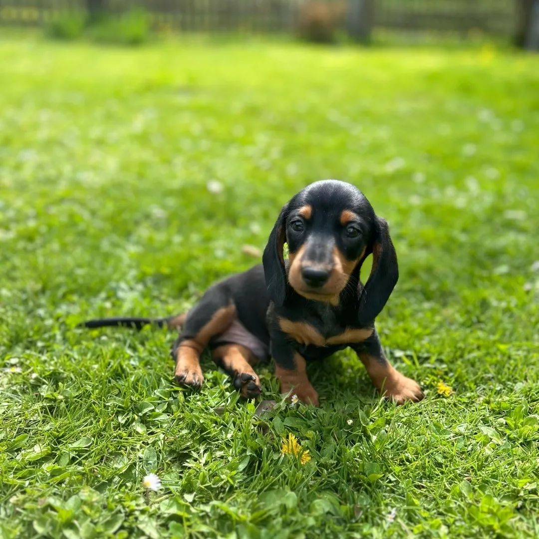 Soutěžní fotografie - Roddy,  Jezevčík
