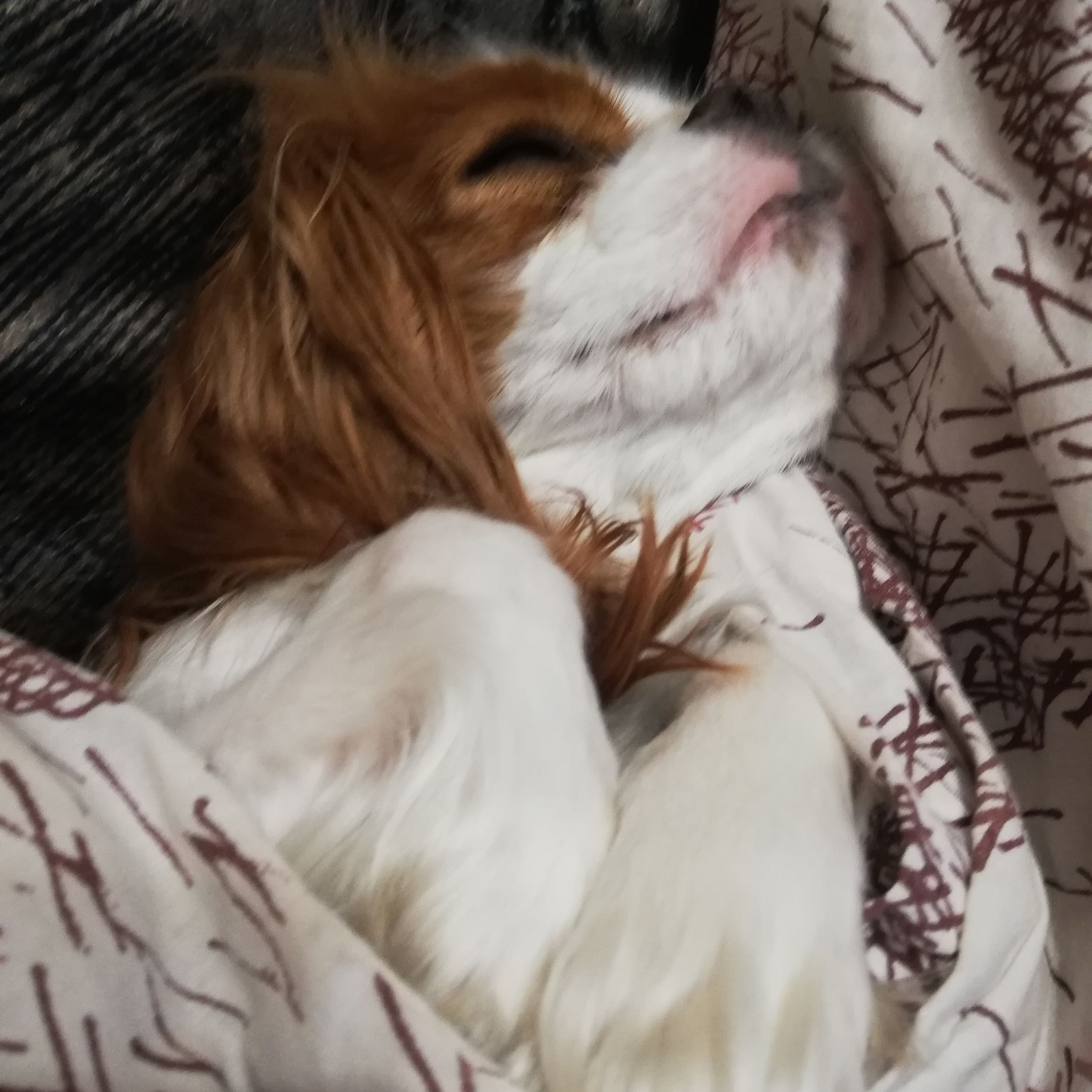 Soutěžní fotografie - Sissi ,  Kavalír King Charles španěl