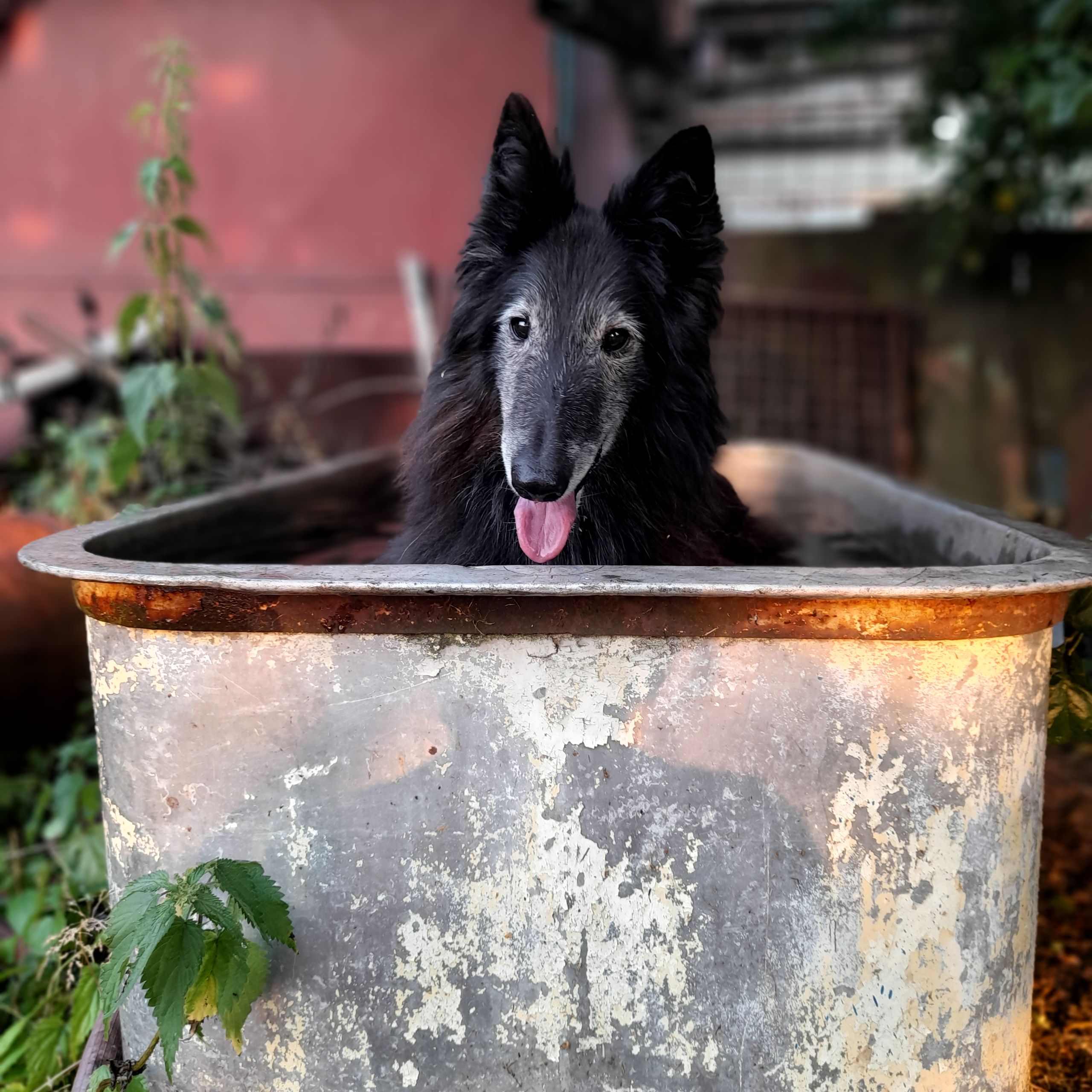Soutěžní fotografie - Feon Balpoa - pan Bléča ,  Belgický ovčák - Groenendael