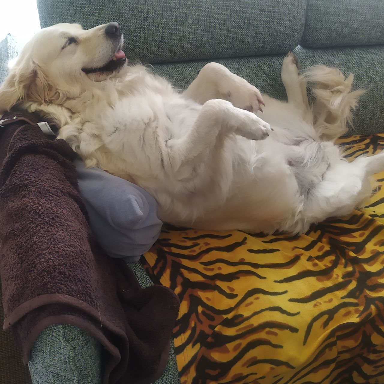 Soutěžní fotografie - Lussy,  Zlatý retriever