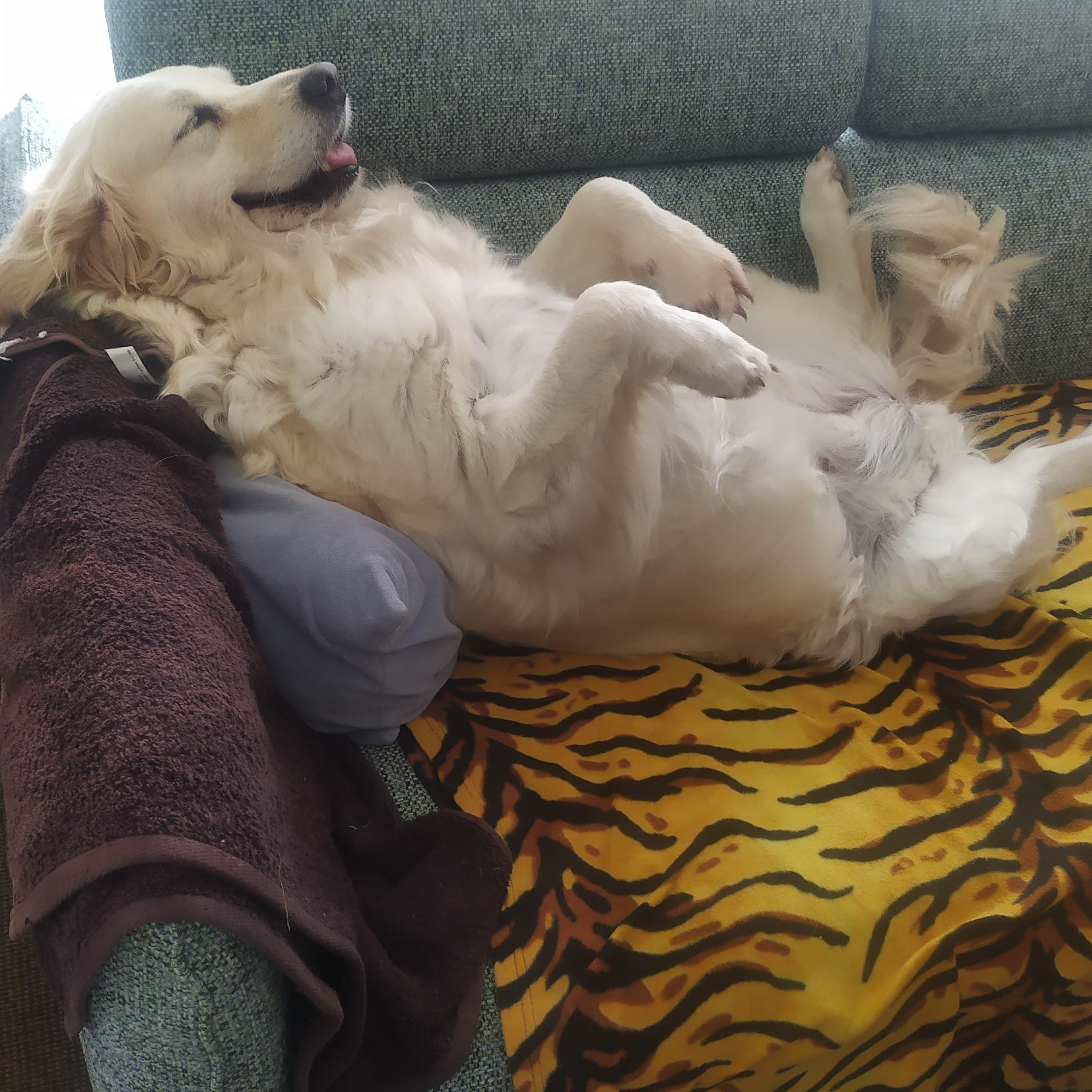 Soutěžní fotografie - Lussy,  Zlatý retriever