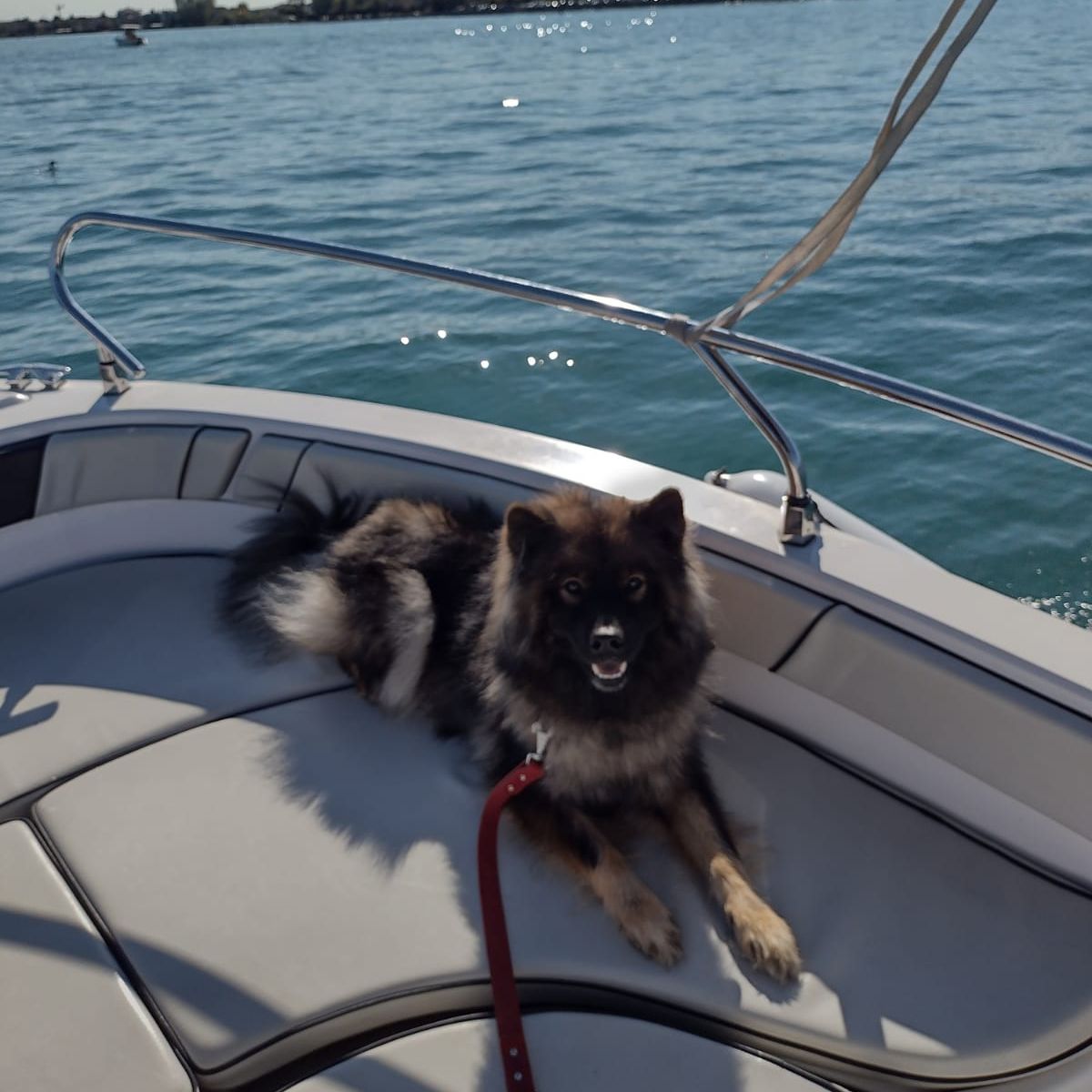 Soutěžní fotografie - Alva Pura Anima,  Eurasier