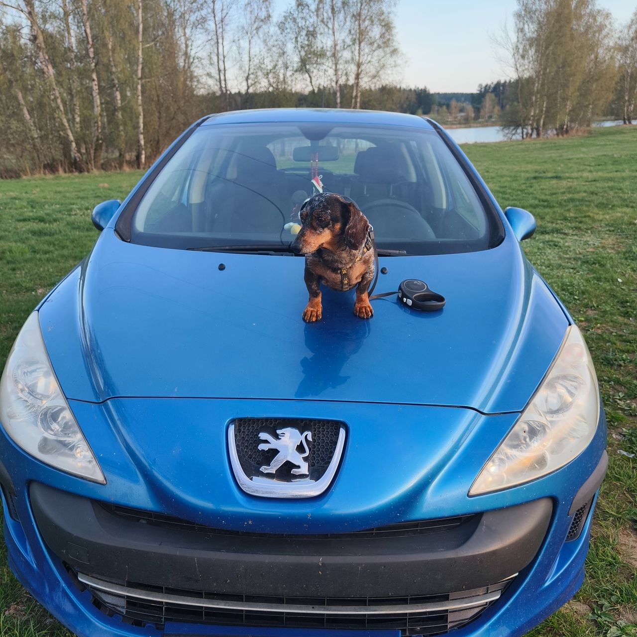 Soutěžní fotografie - Hugo,  Jezevčík
