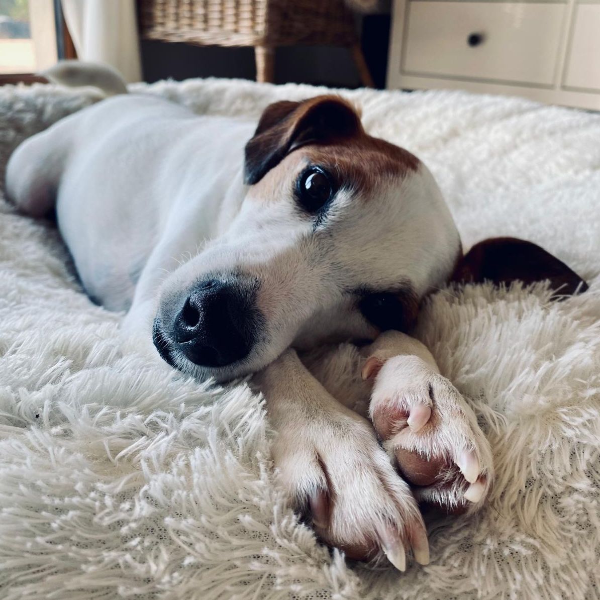 Soutěžní fotografie - Kolin,  Jack Russell Teriér