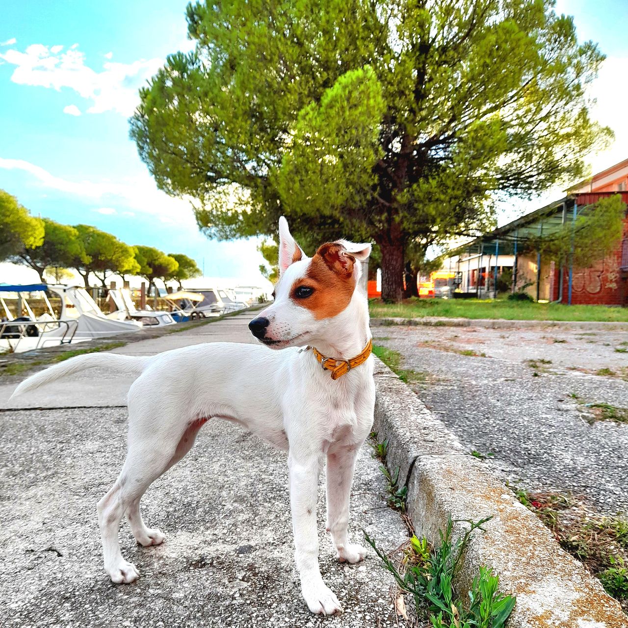 Soutěžní fotografie - Kofí,  Jack Russell Teriér