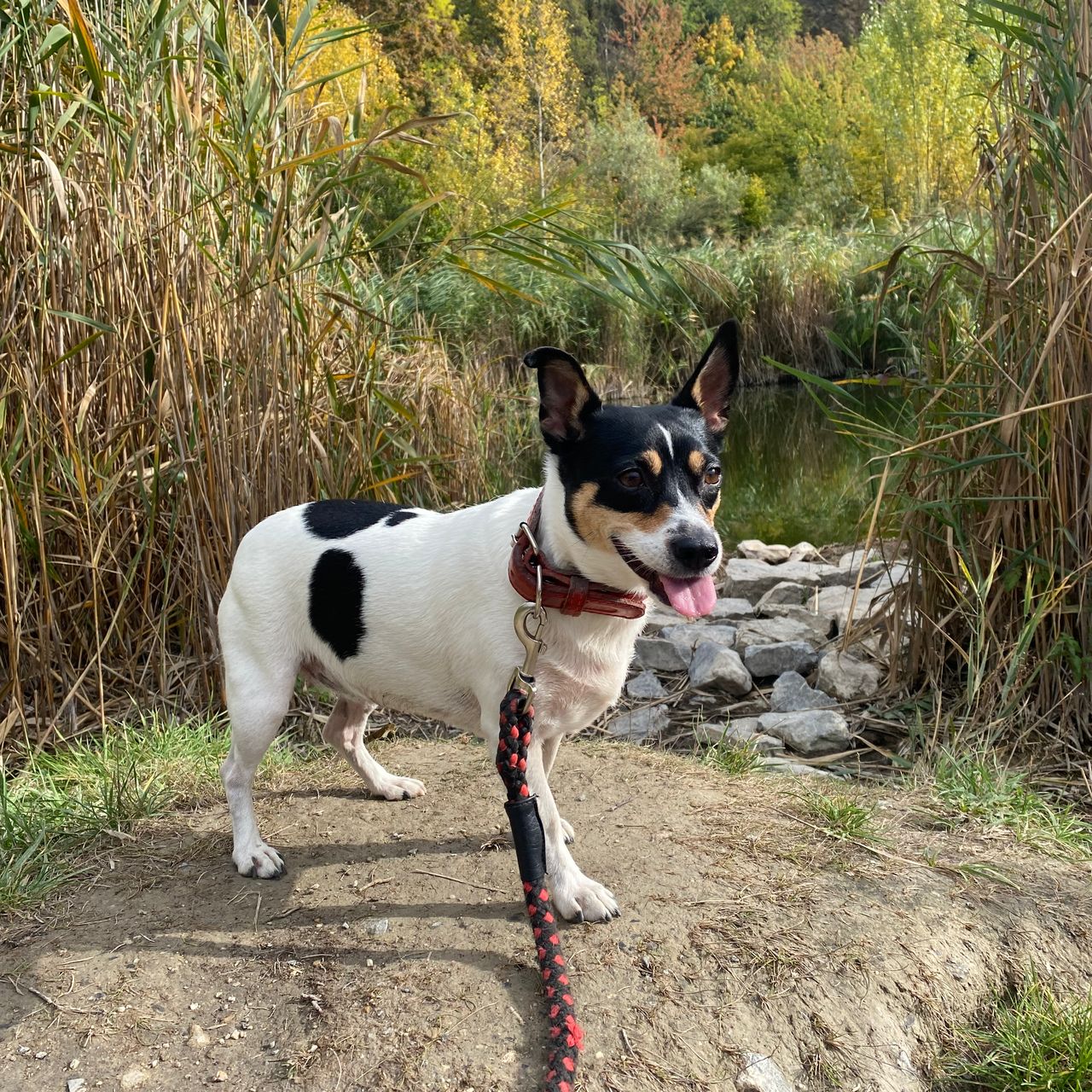 Soutěžní fotografie - Emilka,  Jack Russell Teriér