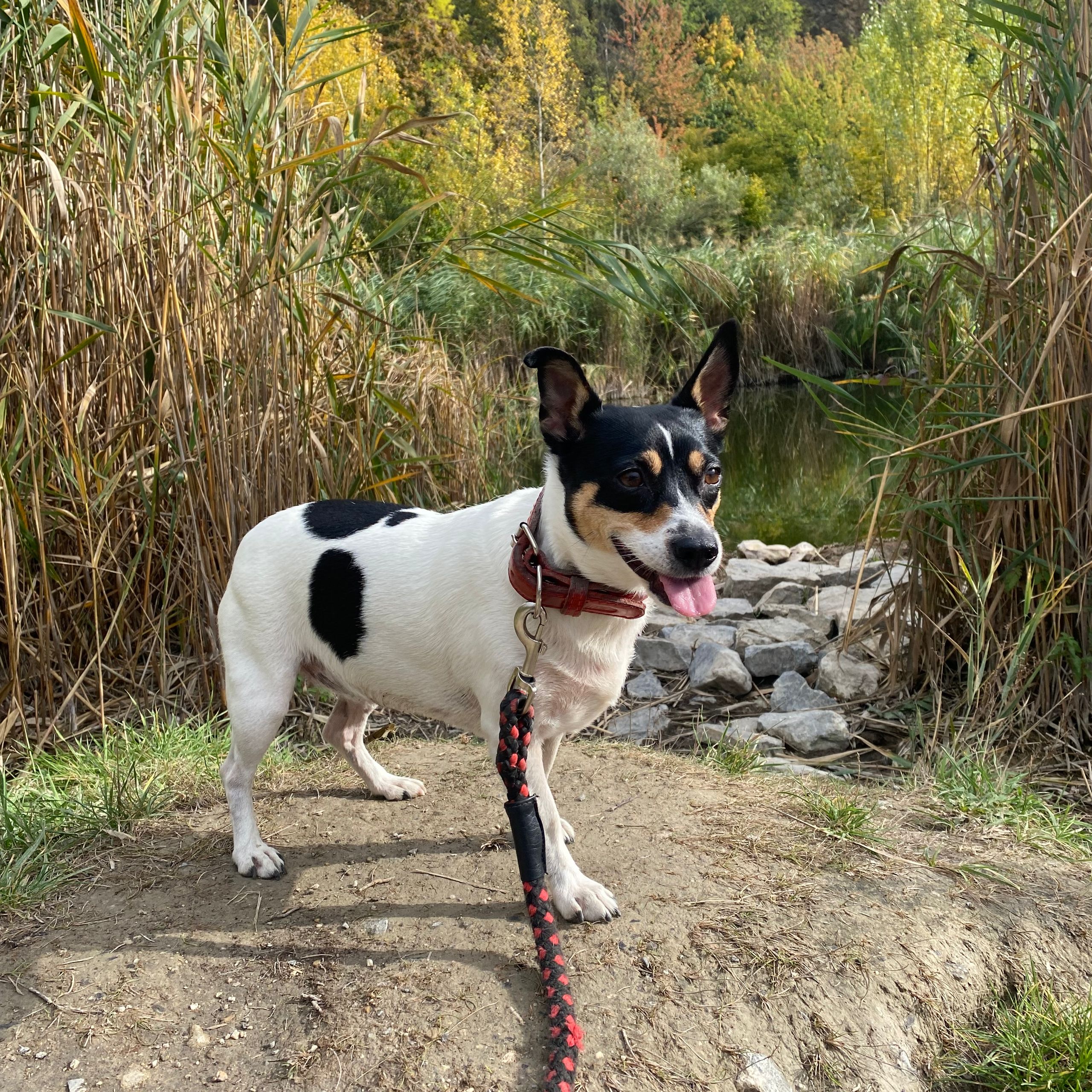 Soutěžní fotografie - Emilka,  Jack Russell Teriér