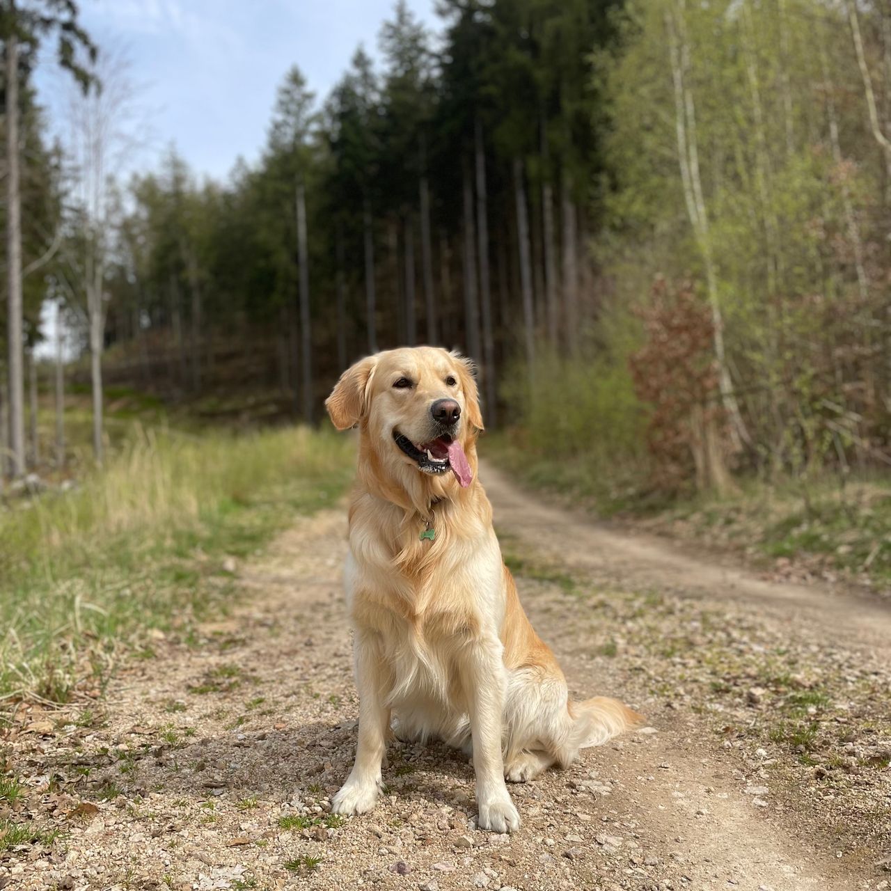 Soutěžní fotografie - Bailey,  Zlatý retriever