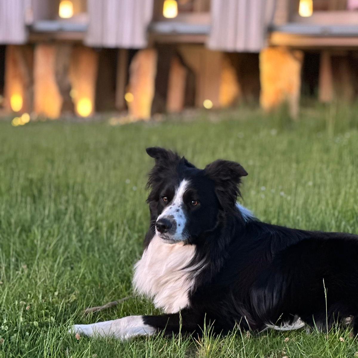 Soutěžní fotografie - Tobi,  Border kolie