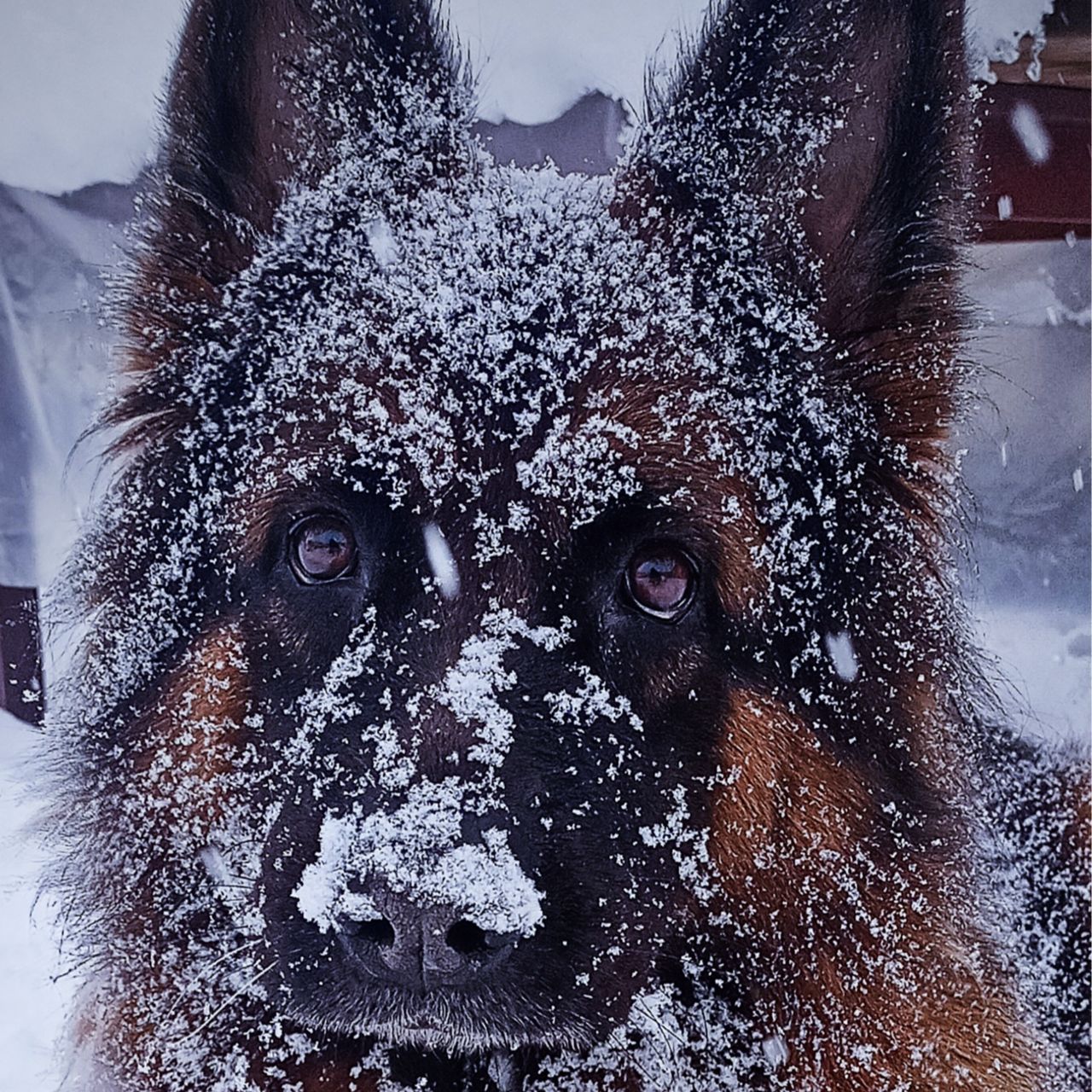 Soutěžní fotografie - bessy,  Německý ovčák