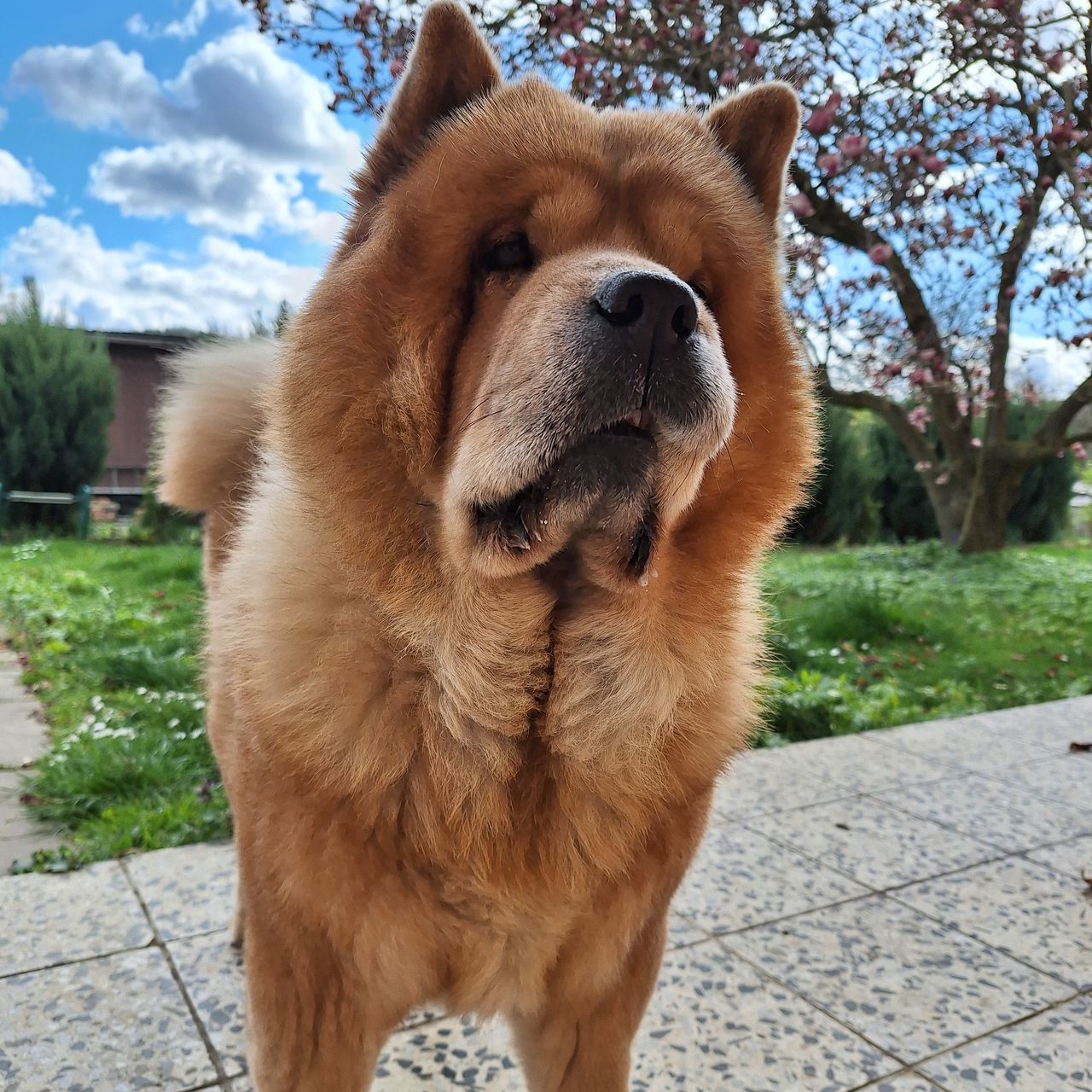 Soutěžní fotografie - Laky,  Chow chow