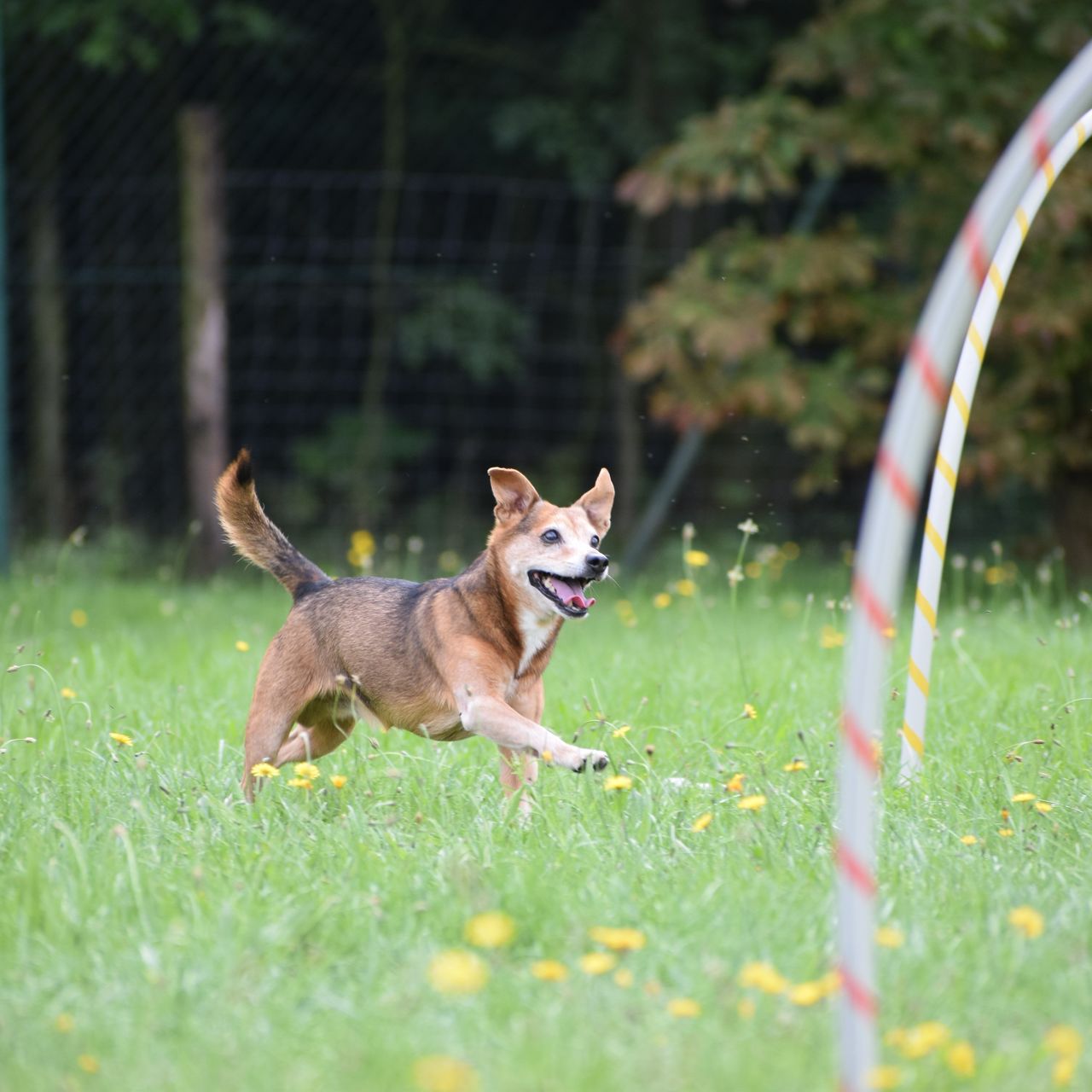 Soutěžní fotografie - Figo,  Ostatní