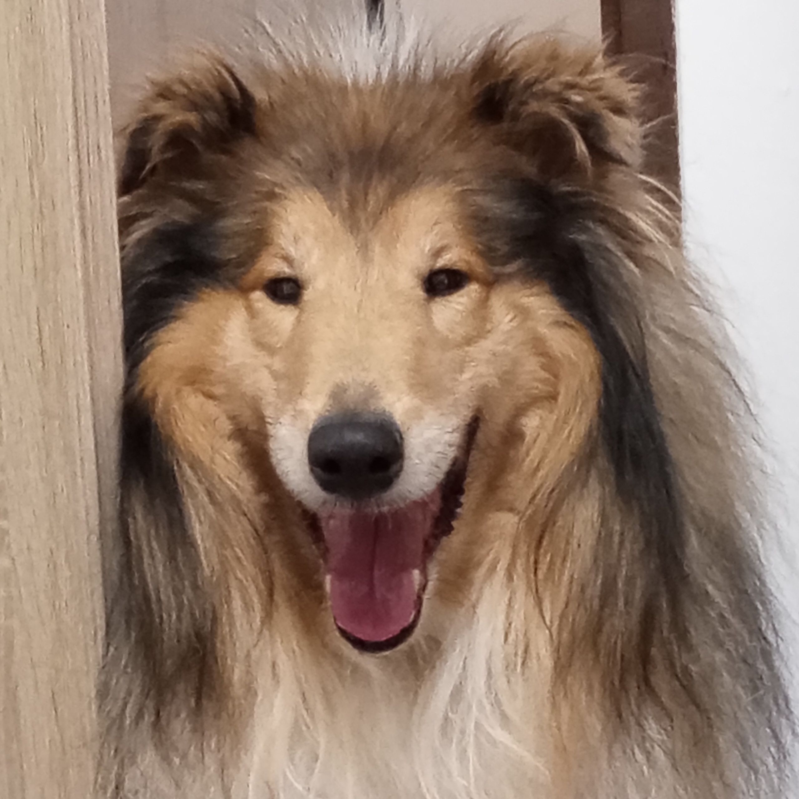 Soutěžní fotografie - Bodie,  Kolie dlouhosrstá