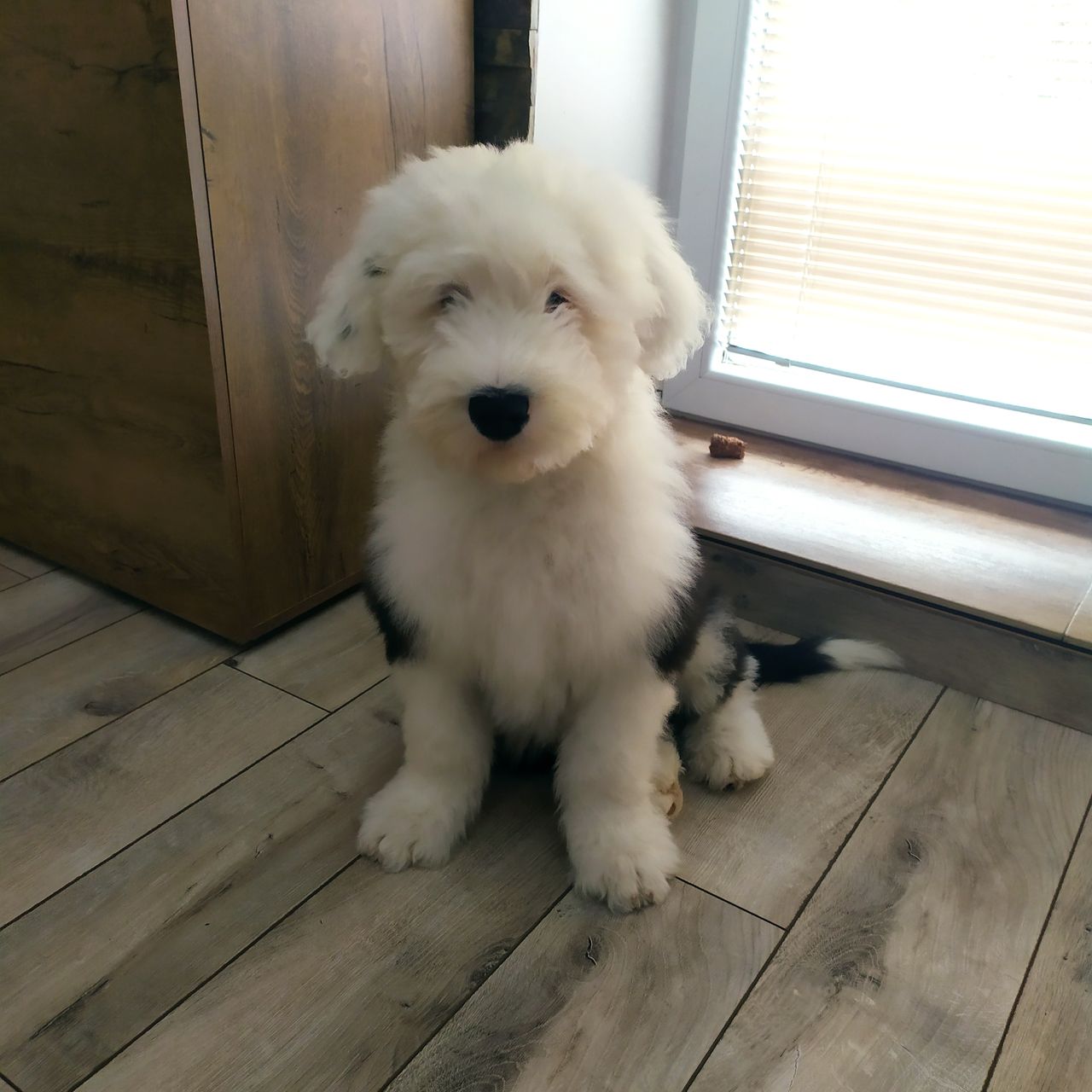 Soutěžní fotografie - Arči,  Bobtail