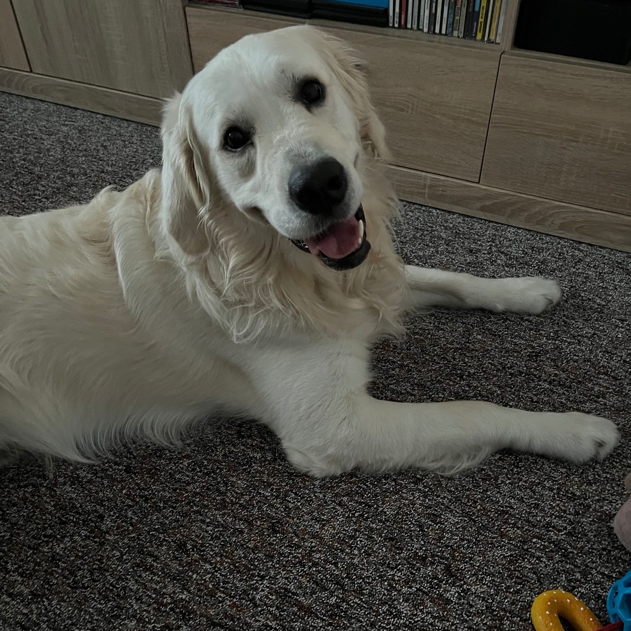 Soutěžní fotografie - Dany,  Zlatý retriever