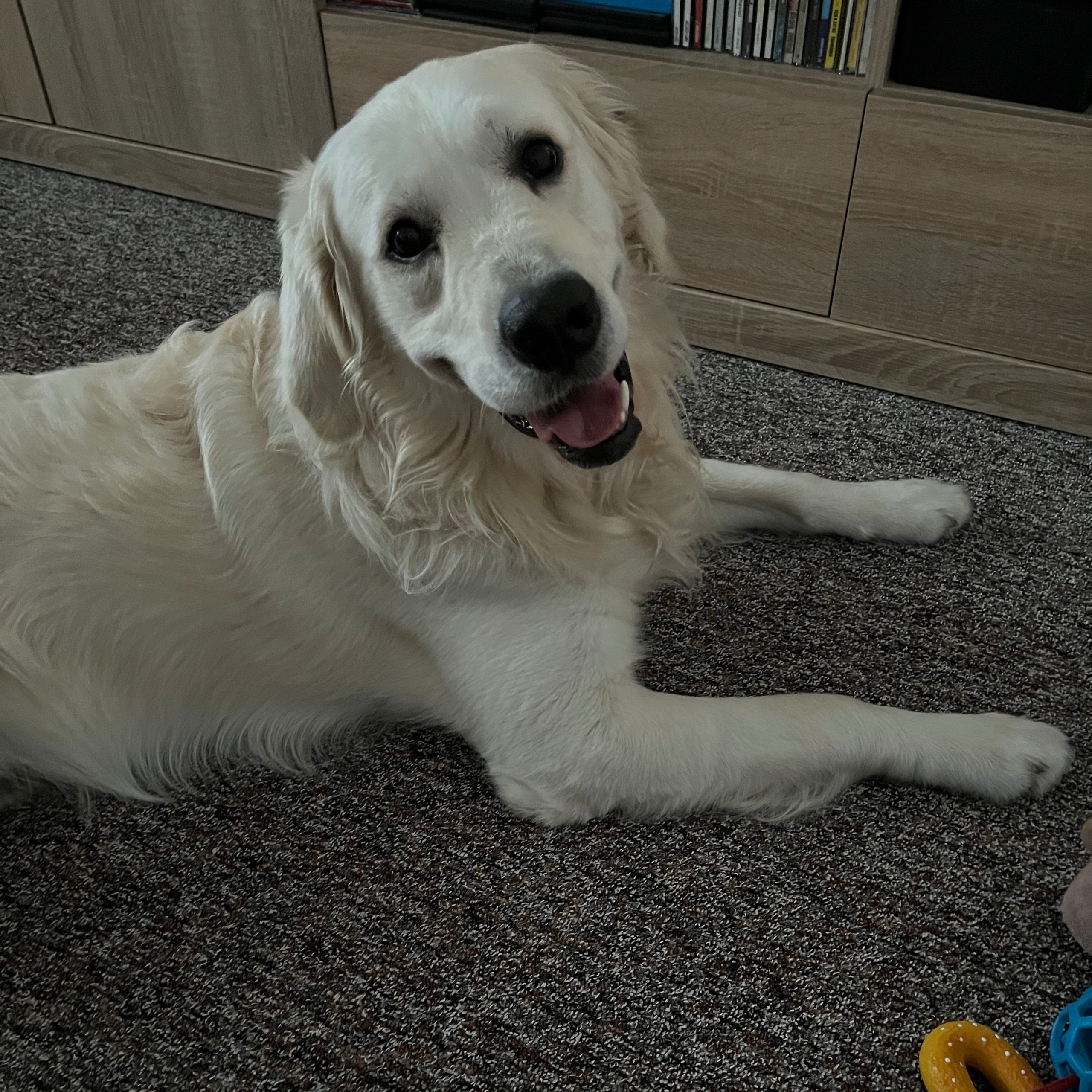 Soutěžní fotografie - Dany,  Zlatý retriever