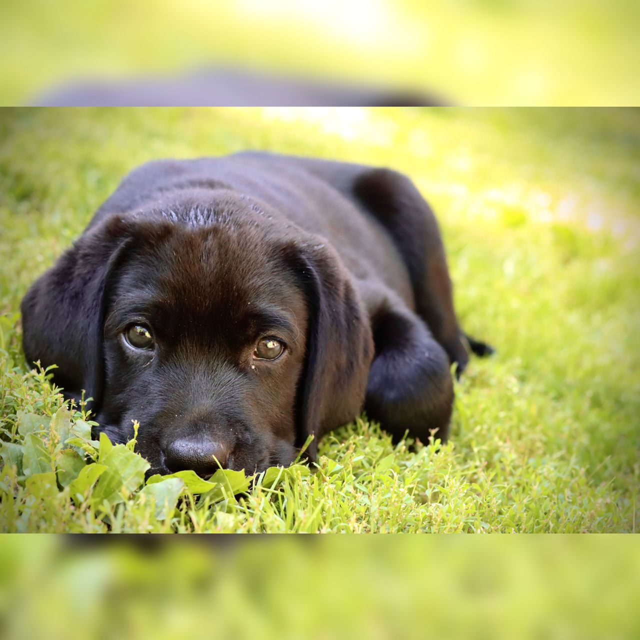 Soutěžní fotografie - Bady,  Labradorský retriever