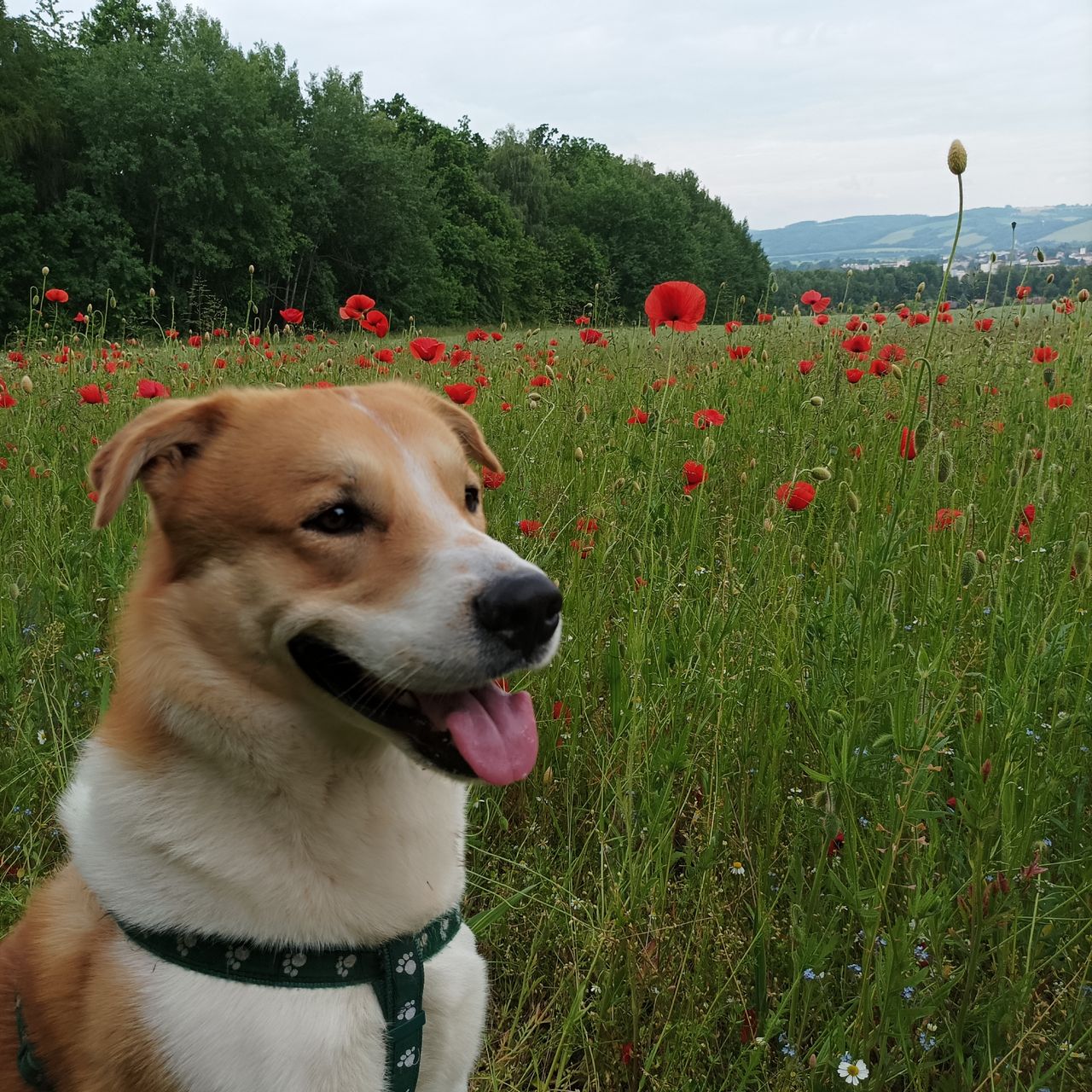 Soutěžní fotografie - Teo,  Ostatní