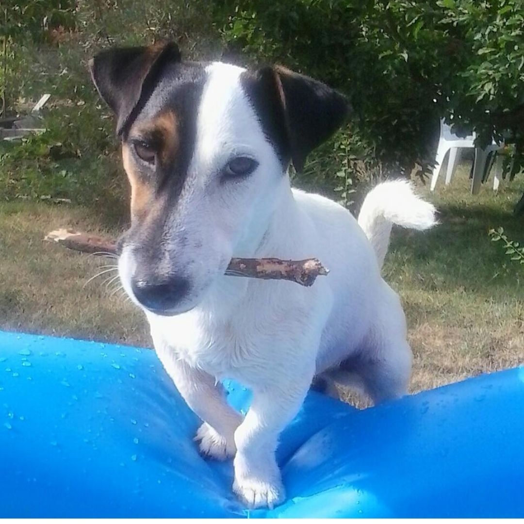 Soutěžní fotografie - Sam,  Jack Russell Teriér