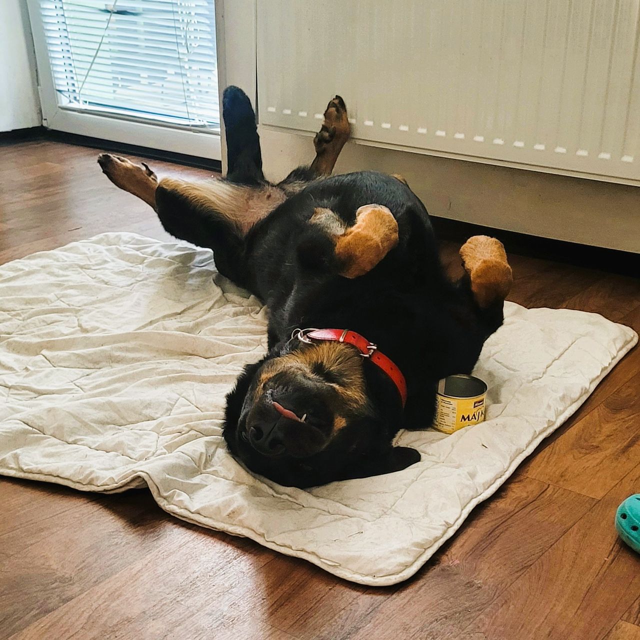 Soutěžní fotografie - Annie Dolores ,  Beauceron Berger de Beauce
