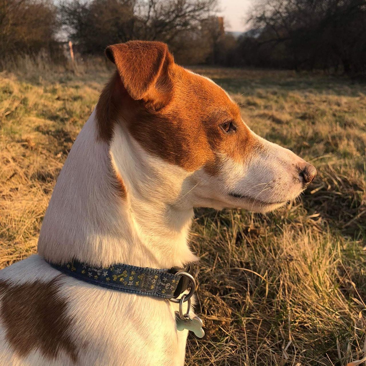 Soutěžní fotografie - Majk,  Jack Russell Teriér