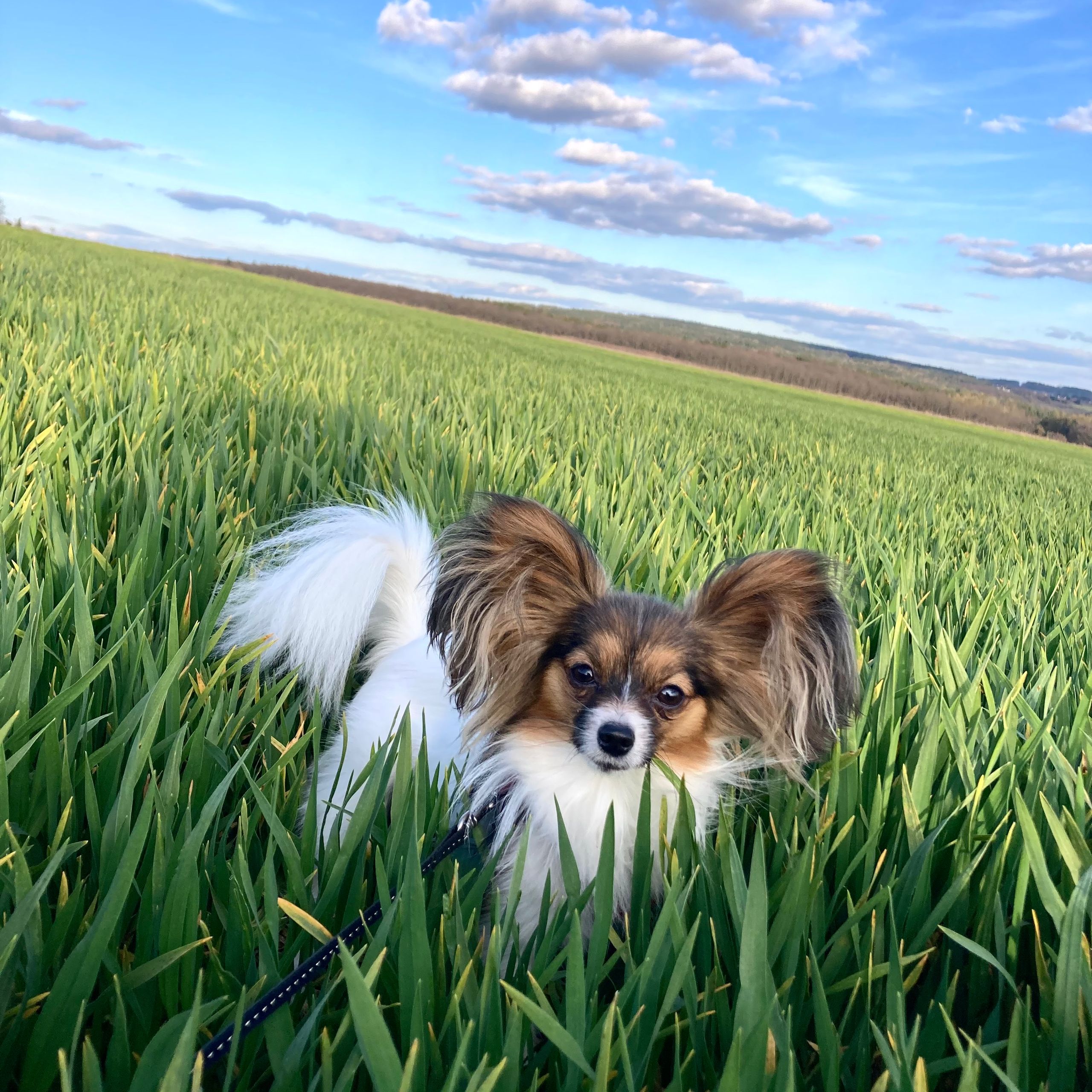 Soutěžní fotografie - Babetka,  Papillon