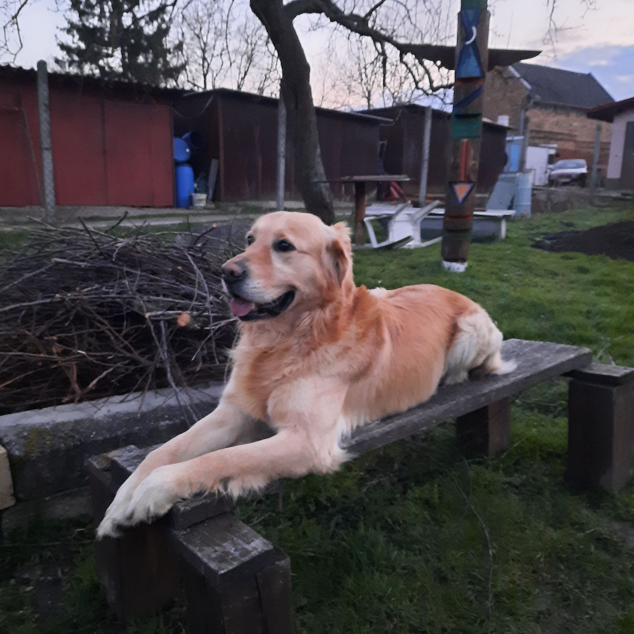 Soutěžní fotografie - Floki,  Zlatý retriever