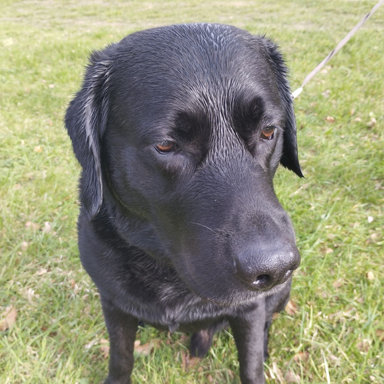 Soutěžní fotografie - Rey,  Labradorský retriever