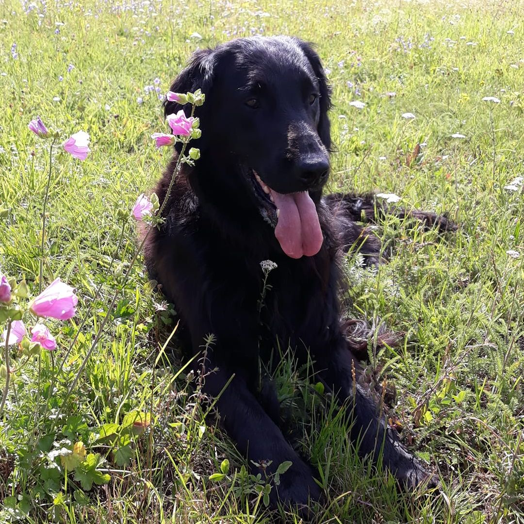 Soutěžní fotografie - FANNY,  Flat Coated Retriever