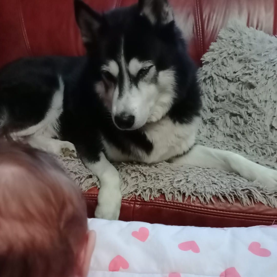 Soutěžní fotografie - Satyr,  Sibiřský husky