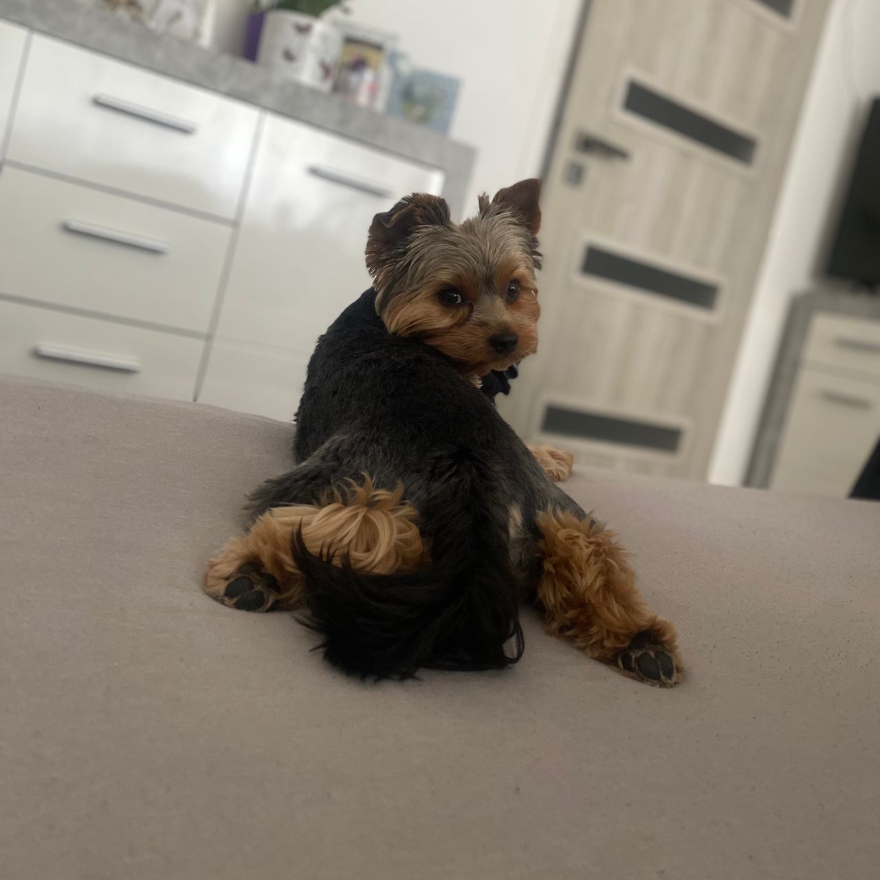 Soutěžní fotografie - Barney,  Yorkšírský terier