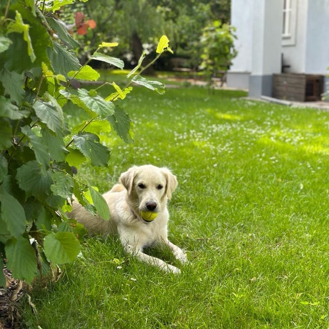 Soutěžní fotografie - Amy,  Zlatý retriever