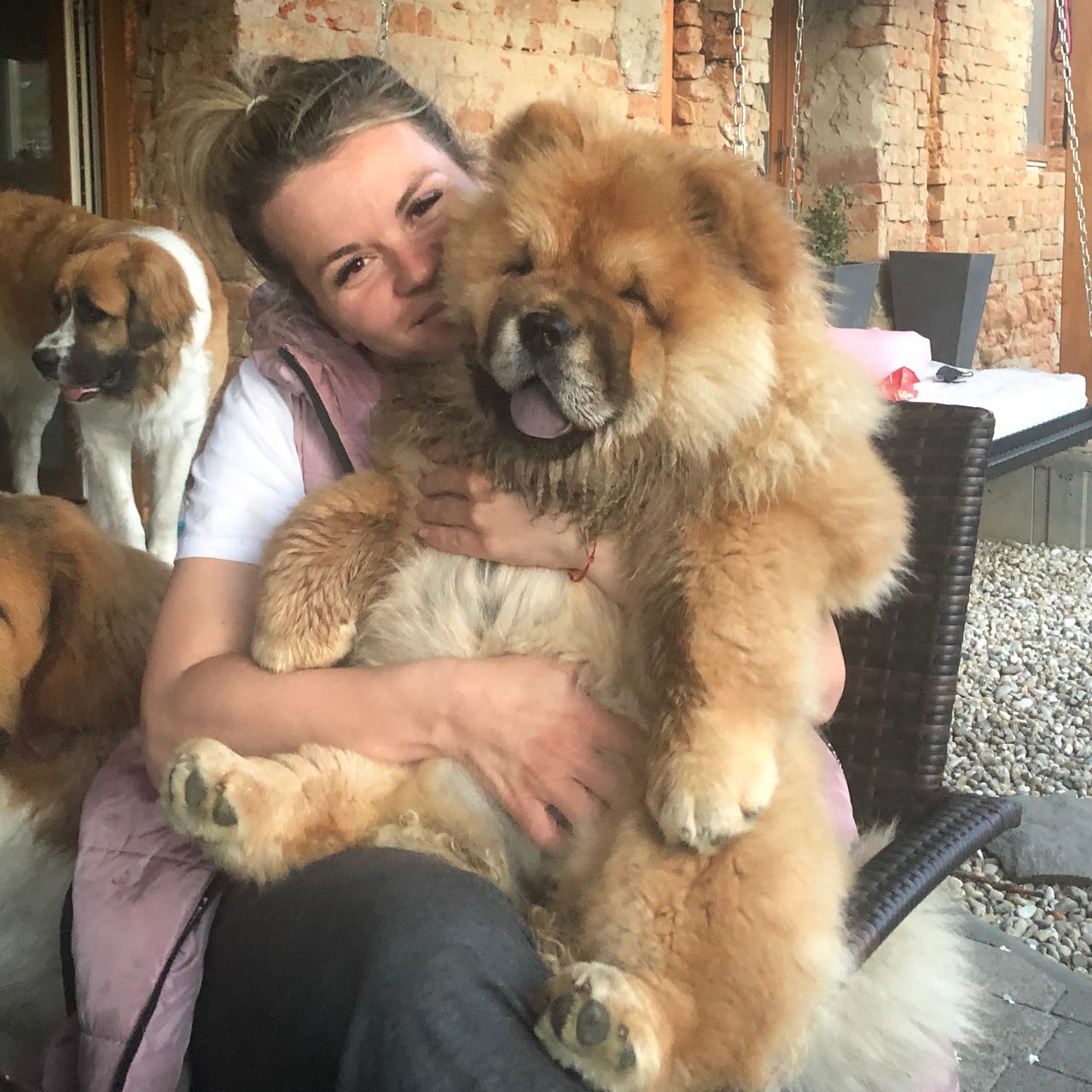 Soutěžní fotografie - Blaženka,  Chow chow