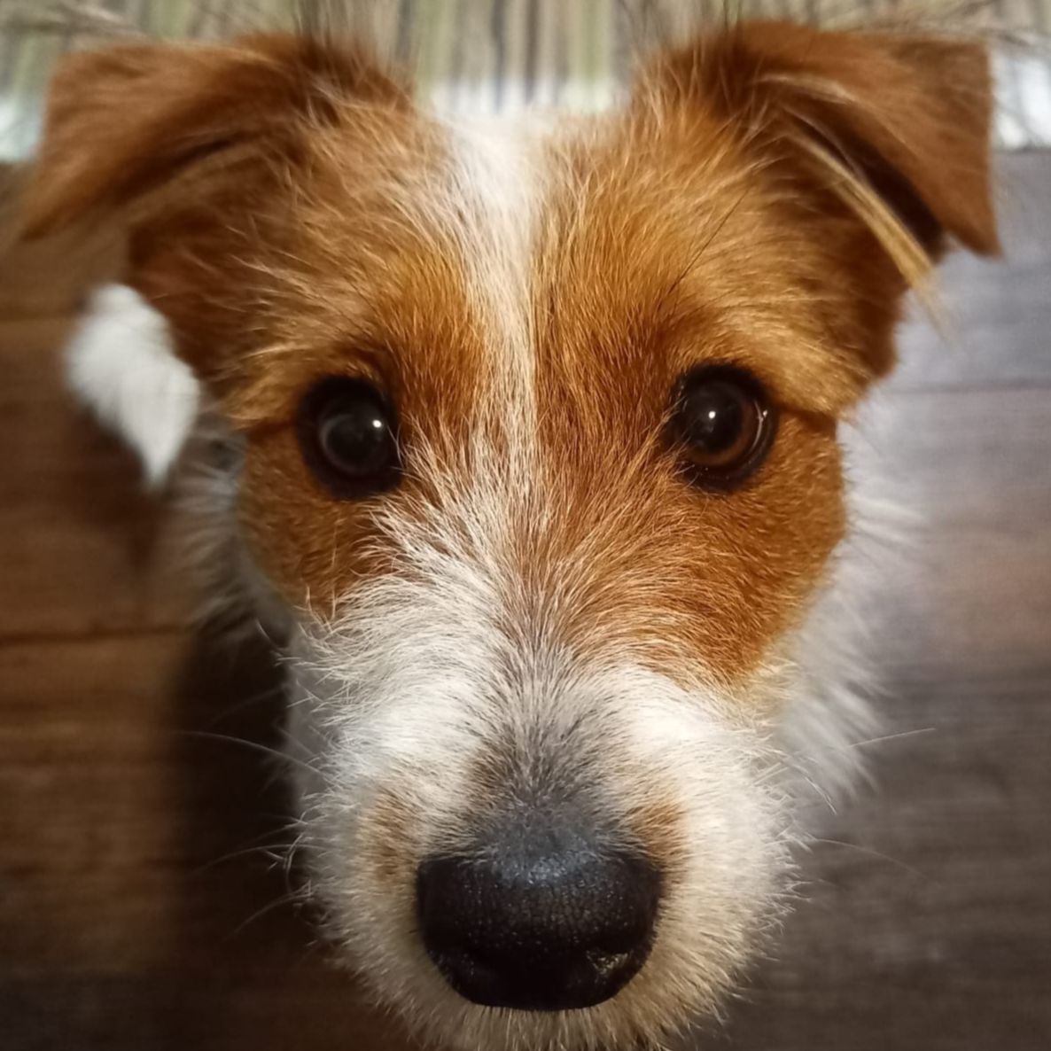 Soutěžní fotografie - Maxík,  Jack Russell Teriér