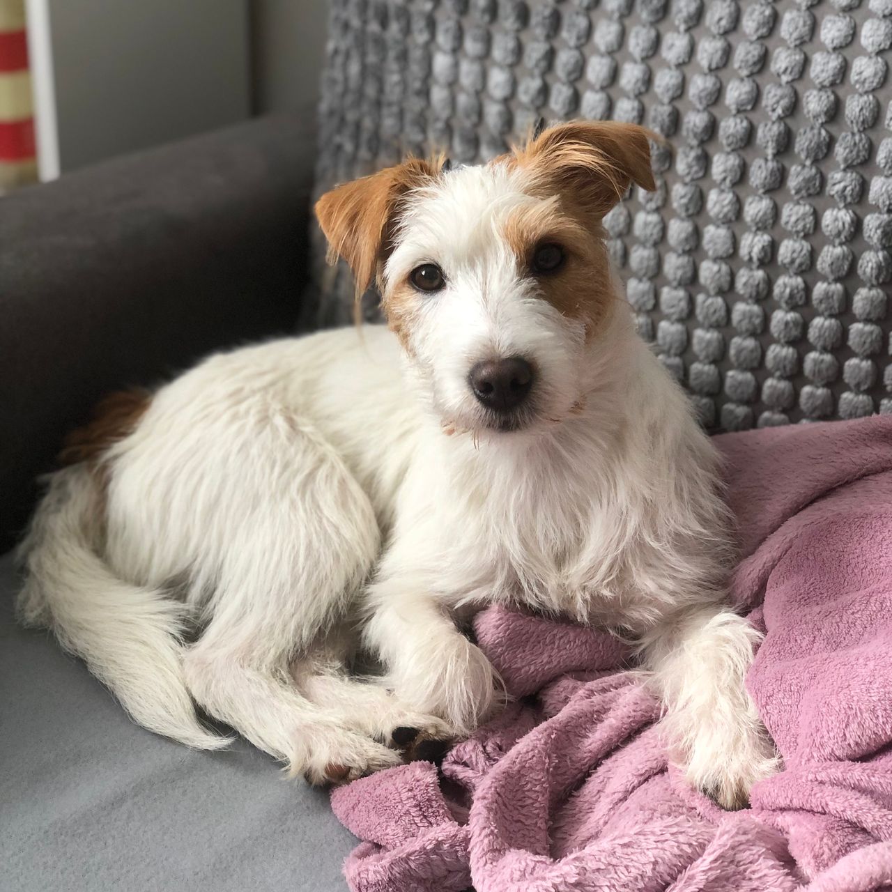 Soutěžní fotografie - Amálka,  Jack Russell Teriér