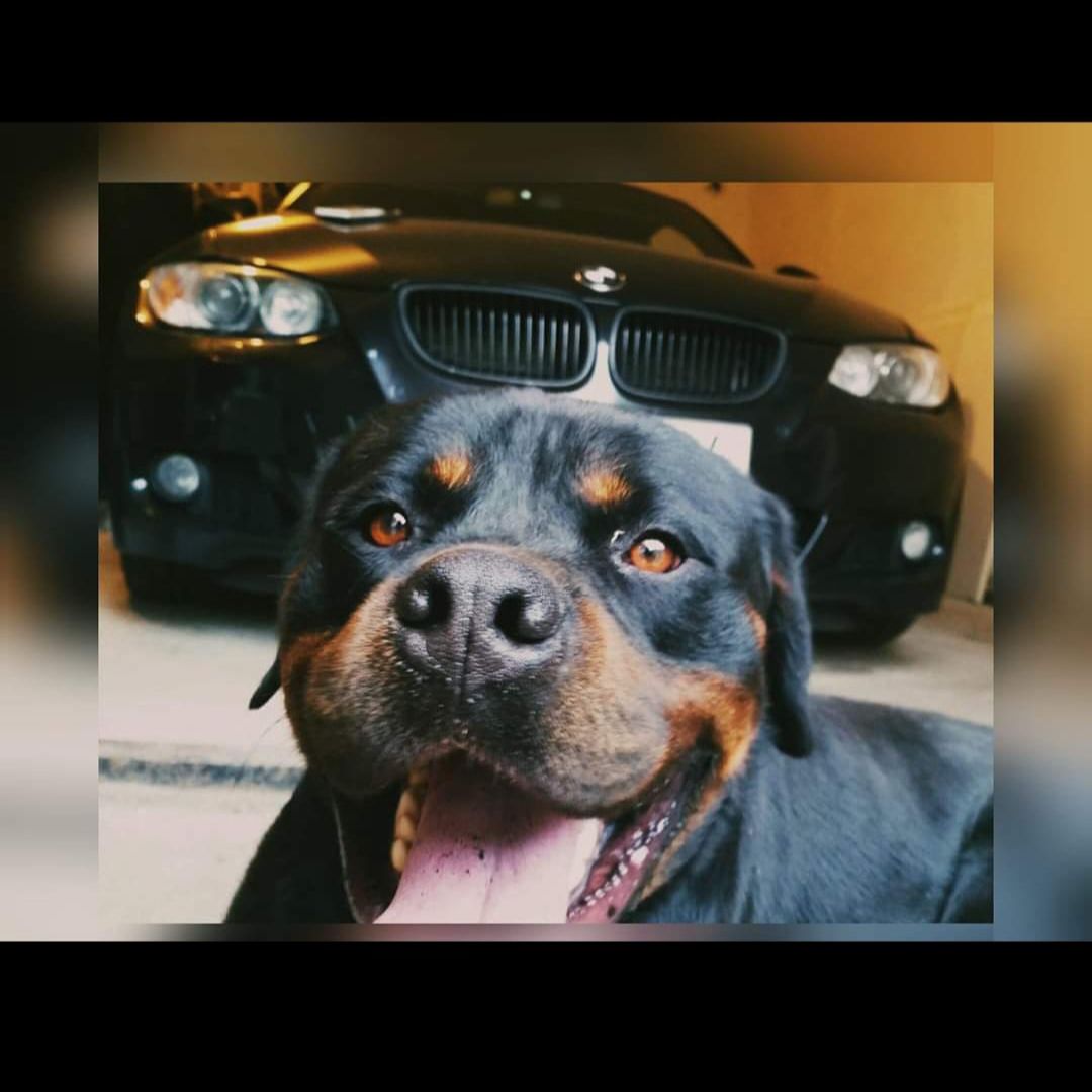 Soutěžní fotografie - Samson,  Rotvajler