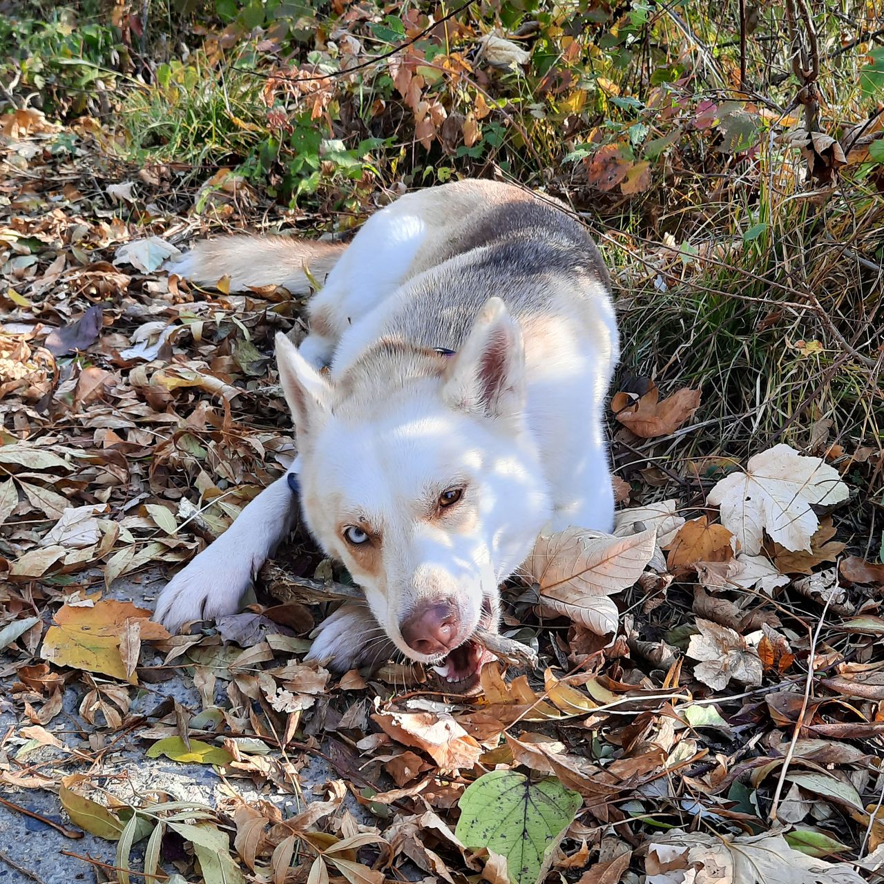 Soutěžní fotografie - Ruby,  Sibiřský husky