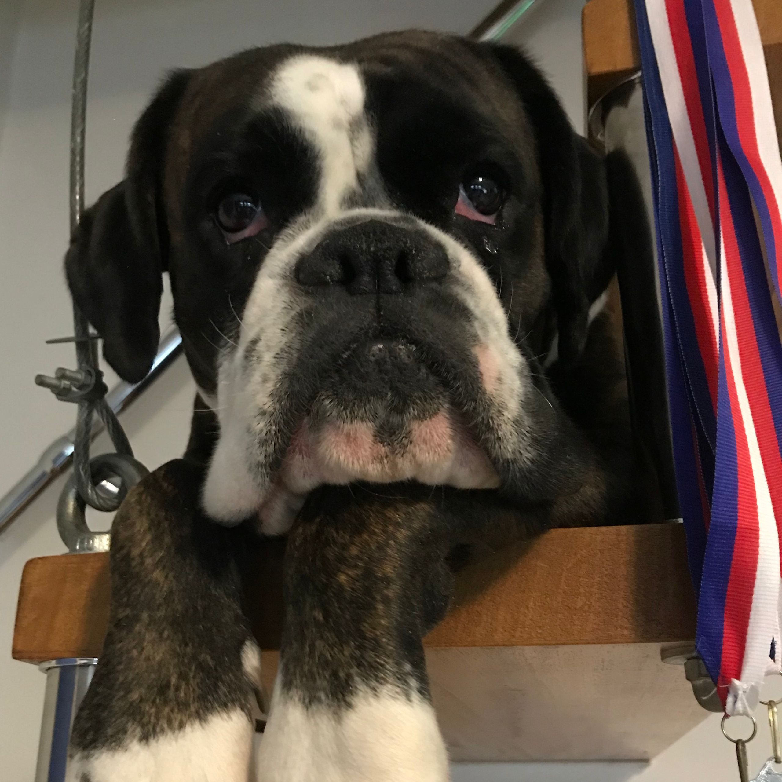 Soutěžní fotografie - Hennessy,  Německý boxer