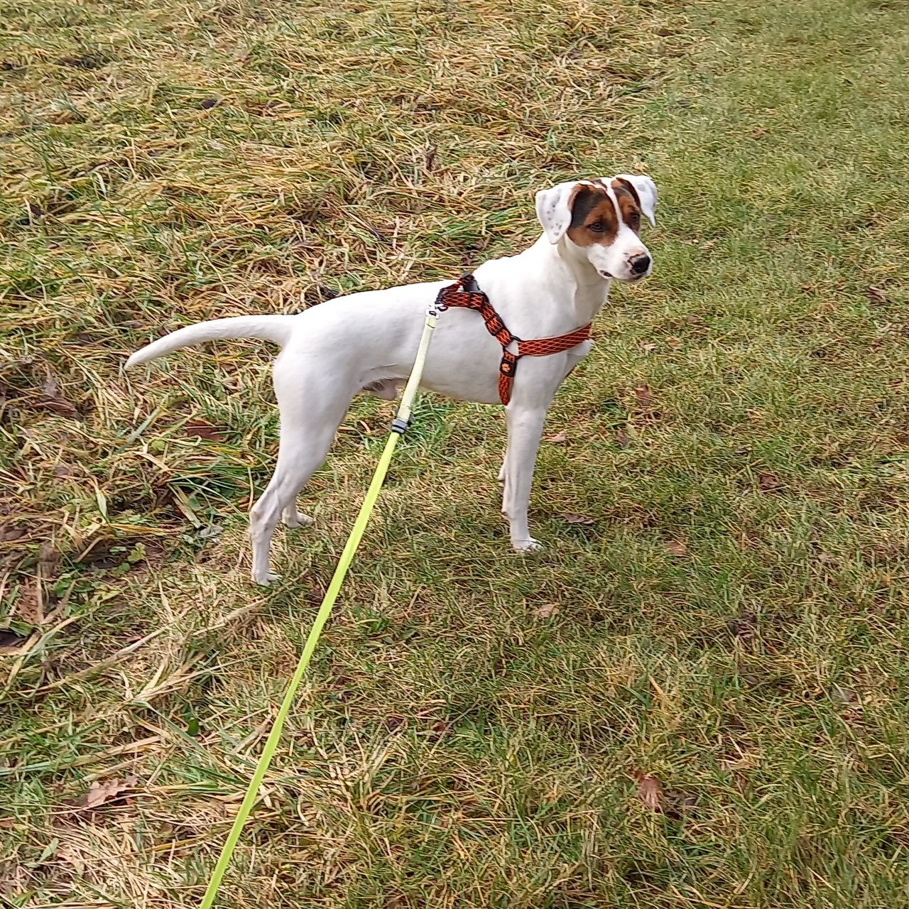Soutěžní fotografie - Bárt,  Jack Russell Teriér