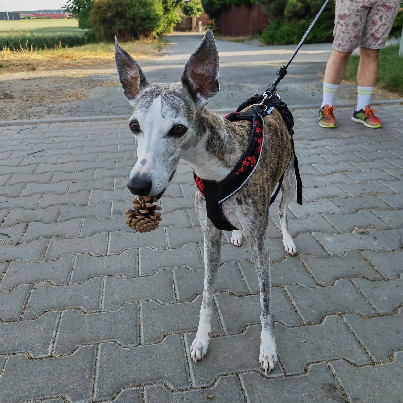 Soutěžní fotografie - Cesmínka,  Whippet